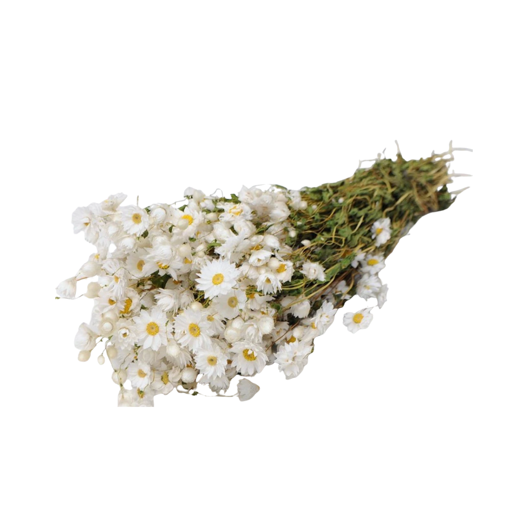 SOFT WHITE BLOOM